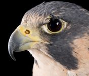 Peregrine