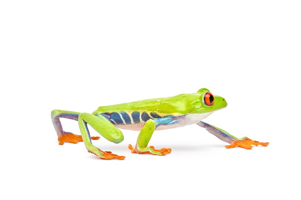 RedEyed_Tree_Frog_Facing_Right_Walking_Sh_LR_RGB.jpg