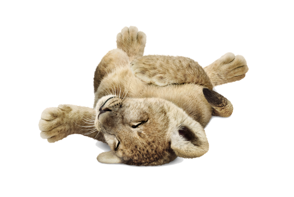 Lion-Lying-Down.png