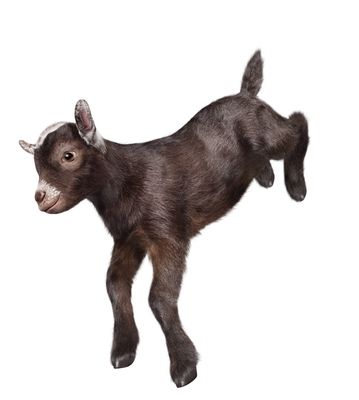 Pygmy-Goat-DBRN-Kick-Rear-Leg-Bent_m.eps.jpg