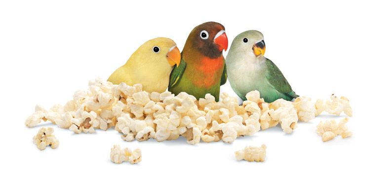 3-Lovebird-Popcorn_m_UR.eps.jpg