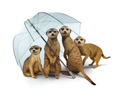 Meerkat Umbrella.jpg