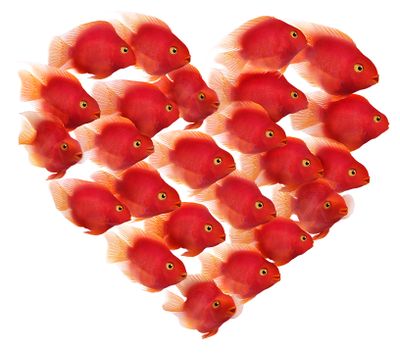 Parrotfish_Red_Heart_RightFacing_BH_d_LR.jpg