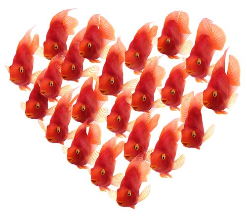 Parrotfish_Red_Heart_BH_d_LR.jpg