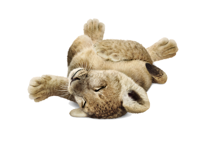 Lion-Lying-Down.png