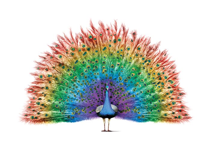 Peacock_Pride_BH_d_LR.jpg
