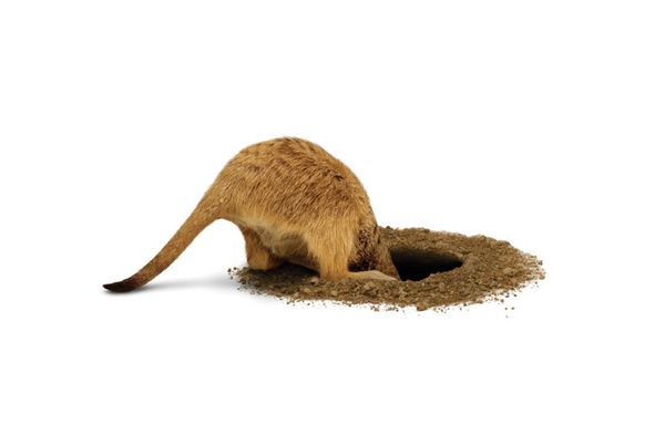 Meerkat in hole 12- Suricate dans un trou 12.jpg