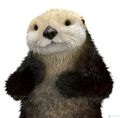 SeaOtter's avatar