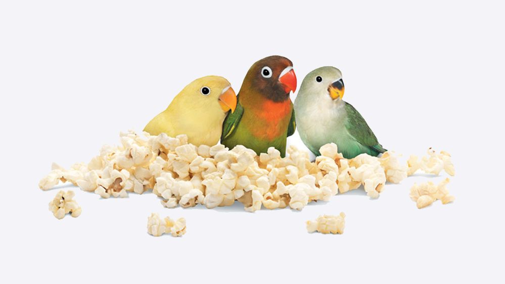 lovebirds---popcorn.jpg lovebirds---popcorn.jpg